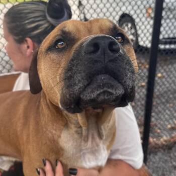 Professor Peepers -  Mastiff and Pit Bull Terrier Dog for Adoption in York, Pennsylvania - Professor Peepers | PetCurious