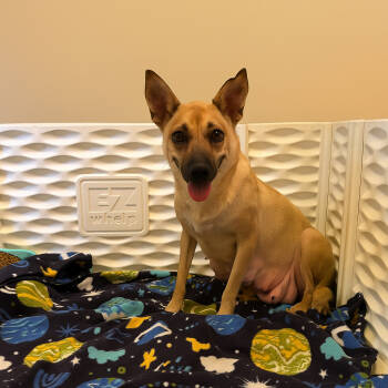 Rescue Feist Dogs for Adoption in Brooklyn Center, Minnesota - Buggie | PetCurious