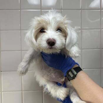 Hershey -  Dachshund and Mixed Breed Dog for Adoption in Los Angeles, California - Hershey | PetCurious