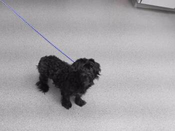 NERO -  Poodle and Mixed Breed Dog for Adoption in Omaha, Nebraska - NERO | PetCurious