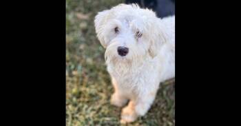 SUGAR BEAR -  Schnauzer Dog for Adoption in Milton, Georgia - SUGAR BEAR | PetCurious