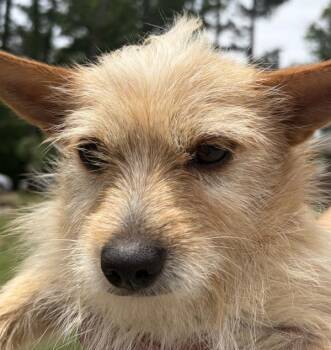 Terrier and Chihuahua Dogs Available for Adoption in Lawrenceville, Georgia - Pen 220d | PetCurious