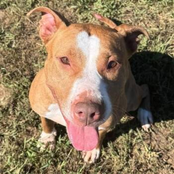 Coraline (ID 53335/3348) -  Pit Bull Terrier Dog for Adoption in Manassas, Virginia - Coraline (ID 53335/3348) | PetCurious