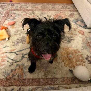 Gomez -  Miniature Schnauzer Dog for Adoption in Philadelphia, Pennsylvania - Gomez | PetCurious