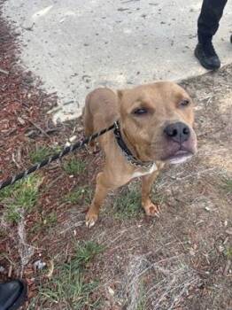 Gunther -  Mixed Breed Dog for Adoption in West Chester, Pennsylvania - Gunther | PetCurious