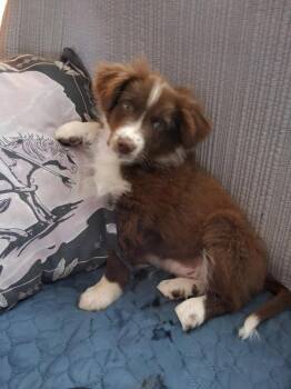 Australian Shepherd and Border Collie Dogs Available for Adoption in Ringwood, Illinois - 1120 Red | PetCurious