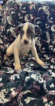 Boxer and Cane Corso Dogs Available for Adoption - Neo | PetCurious