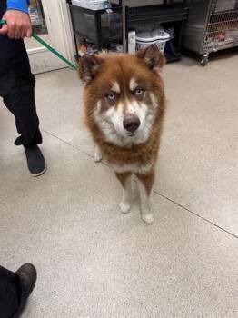 Siberian Husky Dogs Available for Adoption in Riverside, California - TAZ | PetCurious