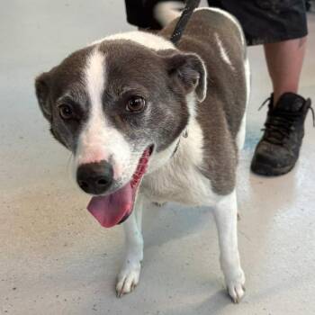 Mixed Breed Dogs Available for Adoption in Huntington, West Virginia - Kanga | PetCurious