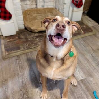 Rescue Retriever and Shepherd Dogs for Adoption in New Orleans, Louisiana - Lance | PetCurious
