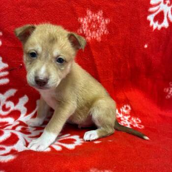 Siberian Husky Dogs Available for Adoption - Mad Max | PetCurious