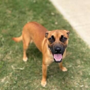Ted -  Black Mouth Cur and Mixed Breed Dog for Adoption in Austin, Texas - Ted | PetCurious
