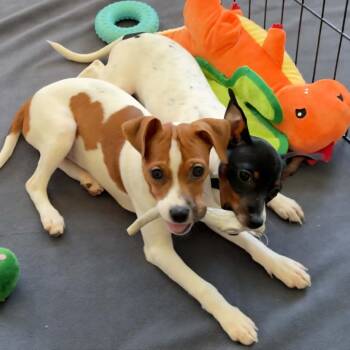 Pistachio -  Mixed Breed and Rat Terrier Dog for Adoption in West Olive, Michigan - Pistachio | PetCurious
