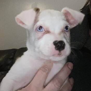 Chihuahua and Jack Russell Terrier Dogs Available for Adoption in Rochester, New York - Jake | PetCurious