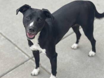 Rescue Labrador Retriever and Pit Bull Terrier Dogs for Adoption in Tulsa, Oklahoma - PHOEBE MINROE | PetCurious
