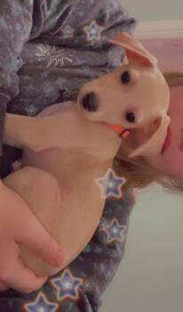 Chihuahua Dogs Available for Adoption - Buttercup (Chi 3) | PetCurious