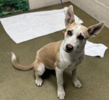 Rescue White German Shepherd and Siberian Husky Dogs for Adoption in San Marcos, California - Adopt A Puppy! Shelter Is Full - Save A Life! I
