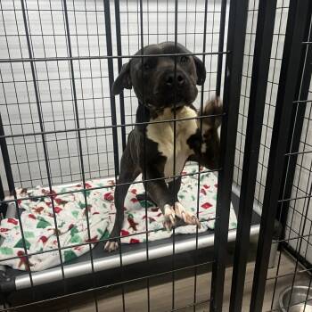 Robotboy -  Terrier Dog for Adoption in St. Louis, Missouri - Robotboy | PetCurious