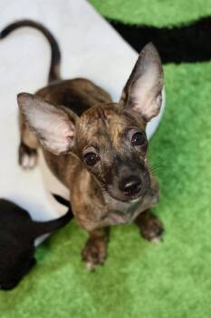 Wilmp -  Chihuahua Dog for Adoption in Tucson, Arizona - Wilmp | PetCurious