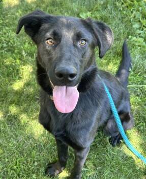 FISH STIX -  Labrador Retriever and Mixed Breed Dog for Adoption in Sacramento, California - FISH STIX | PetCurious