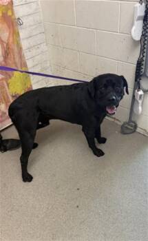 CHAVO -  Labrador Retriever Dog for Adoption in San Bernardino, California - CHAVO | PetCurious