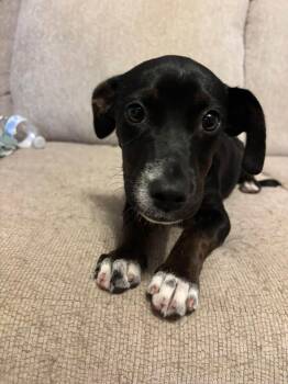 Amy Amy -  Terrier Dog for Adoption in Ayden, North Carolina - Amy Amy | PetCurious