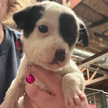 Meadow -  Mixed Breed Dog for Adoption in Tulsa, Oklahoma - Meadow | PetCurious