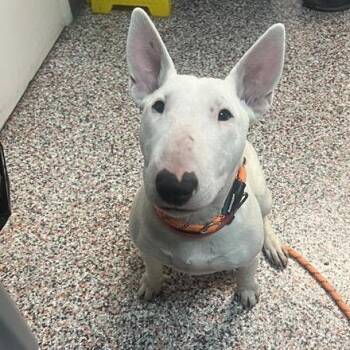 Lyla -  Mixed Breed and Bull Terrier Dog for Adoption in Salt Lake City, Utah - Lyla | PetCurious