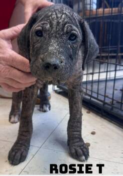 Rosie T -  American Bully and Cane Corso Dog for Adoption in Dyersburg, Tennessee - Rosie T | PetCurious