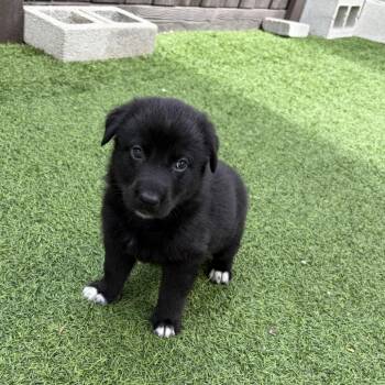 Shepherd Dogs Available for Adoption in Loxahatchee Groves, Florida - Koala 7473 | PetCurious