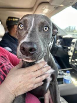 Pit Bull Terrier and Mixed Breed Dogs Available for Adoption - SELENA | PetCurious