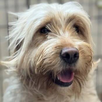 Mixed Breed Dogs Available for Adoption - Renata | PetCurious