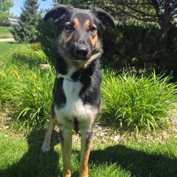Rena -  German Shepherd Dog and Border Collie Dog for Adoption in Great Falls, Montana - Rena | PetCurious