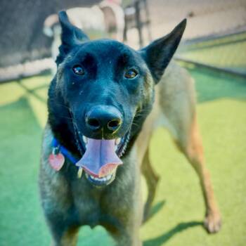 Rocket A2295542 -  Belgian Shepherd Malinois Dog for Adoption in Los Angeles, California - Rocket A2295542 | PetCurious