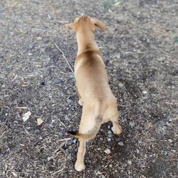Shorty -  Hound and Terrier Dog for Adoption in Escondido, California - Shorty | PetCurious