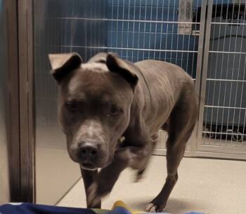 Rescue Pit Bull Terrier Dogs for Adoption in Pontiac, Michigan - Scrabble/hw+ | PetCurious