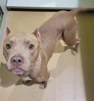 MERRI -  Pit Bull Terrier Dog for Adoption in St. Peters, Missouri - MERRI | PetCurious
