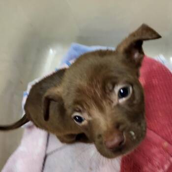 Mixed Breed Dogs Available for Adoption in Lake Panasoffkee, Florida - Wolfine | PetCurious