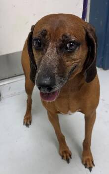 Mina -  Redbone Coonhound and Mixed Breed Dog for Adoption in Savannah, Georgia - Mina | PetCurious