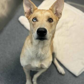 Carolina Dog Dogs Available for Adoption - Sally | PetCurious