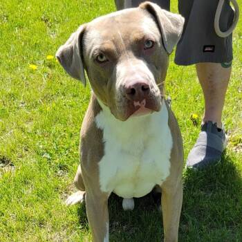 Labrador Retriever Dogs Available for Adoption in Lincoln, Illinois - Axel | PetCurious