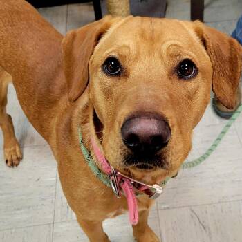 Hound Dogs Available for Adoption in Lincoln, Illinois - Scuba Steve | PetCurious