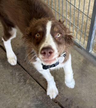 Spencer -  Border Collie Dog for Adoption in Canutillo, Texas - Spencer | PetCurious