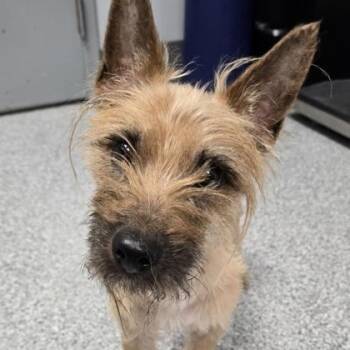 Belmont -  Cairn Terrier Dog for Adoption in Orland Hills, Illinois - Belmont | PetCurious