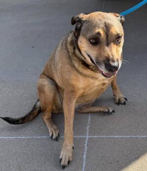 Found stray: Gracie -  Shepherd Dog for Adoption in Rockwall, Texas - Found Stray: Gracie | PetCurious