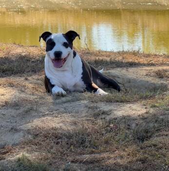 Sumner -  Pit Bull Terrier Dog for Adoption in Pembroke, Massachusetts - Sumner | PetCurious