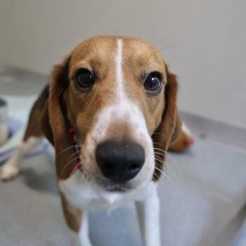 Checkers -  Beagle Dog for Adoption in Briarcliff Manor, New York - Checkers | PetCurious