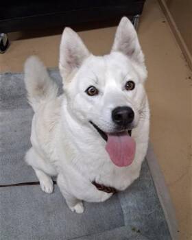 SNOWY -  Siberian Husky Dog for Adoption in Chula Vista, California - SNOWY | PetCurious