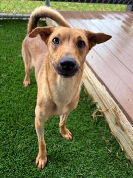 Princesa -  Mixed Breed Dog for Adoption in New York, New York - Princesa | PetCurious