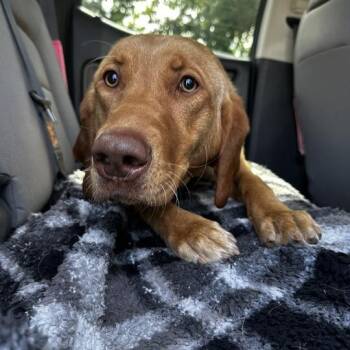 Mrs. Pennyapple -  Mixed Breed Dog for Adoption in Davenport, Iowa - Mrs. Pennyapple | PetCurious